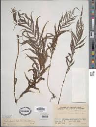 Image result for Pseudocyclosorus