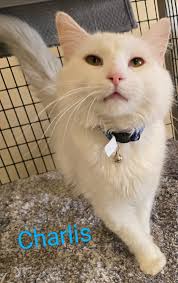 ADOPTION ANNOUNCEMENT! SYBIL is a 1 year old mama cat.. She was abandoned  outside in a box with her kittens, we took them in and cared for them. Her  kittens have been