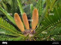 Image result for Encephalartos