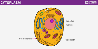 Check spelling or type a new query. Cytoplasm An Overview Of Its Structure And Functions