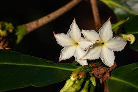 Image result for Mascarenhasia