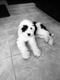 Black And White Sheepadoodle For Sale Pin On Our Pup Breeds
