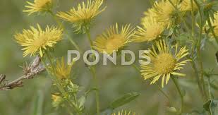 Image result for Pentanema