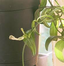 Image result for Ceropegia namuliensis