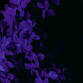 Olivia Dorato event image