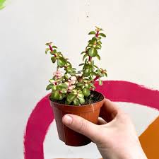 Image result for Odontosoria afra