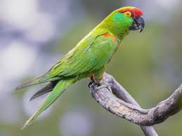 Image result for Rhynchosia tricuspidata