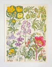 Vintage Flower Pictures Botanical Pictures Set Of Vintage Flower Illustrations Colourful Floral Prints Floral Art Flower Illustration Botanical Drawings Botanical Illustration Vintage