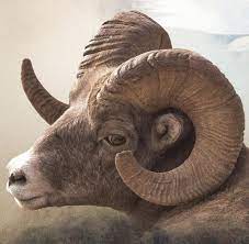 Zusammenhang zwischen natur und charakter des sternzeichens. Horoskop Widder Fur 2018 Von Virginia Bell Welt