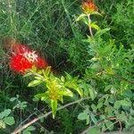 Image result for Rhodopentas