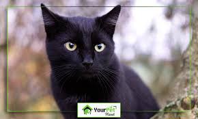The breed was developed by nikki horner attempting to create a breed of cat that resembled a miniature black. The Cutest Black Cat Breeds In The Market Today Your Pet Planet