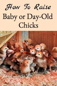 Hold the bird securely with one hand on the wings at all times, then place the bird into the tub slowly. Raising Day Old Baby Chicks