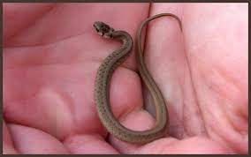 We did not find results for: Snakes In Tn Watertown Transporting New House Middle School Tennessee Page 7 Baby Snakes Snake Poisonous Snakes