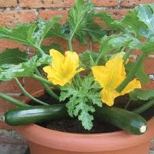 This year was my first year growing zucchini. Courgette Patio Star F1 Courgette Marrow