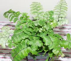 Image result for Adiantum hispidulum
