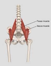 Keeping the hip external rotators strong and flexible can reduce the risk of injury place the hands around the back of the right thigh and pull it close to the upper body. Soothing Your Psoas Muscle Welcome To Powell Wellness Center