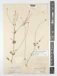 Image result for Microcharis asparagoides