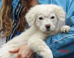 We do not have a facility in vermont. Burlington Vt Samoyed Meet Uma 9 Lb Video A Pet For Adoption