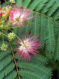 Live Mimosa Trees Mostly Whips With No Branches 2 To 3 Foot Tall Jardins Albizia Flower Power