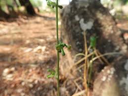 Image result for Trochomeria