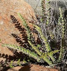 Image result for Blotiella sinuata