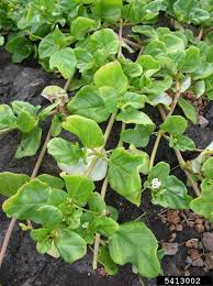 Image result for Boerhavia repens