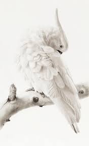 Sulfur Crested Cockatoo Pencil Drawings Of Animals Parrots Art Bird Drawings