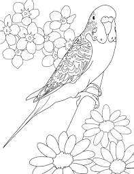Colorcoop Bird Coloring Pages Bird Drawings Animal Coloring Pages