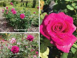 I would say it flowers here on my slope almost all summer.not many do that! Brindabella Purple Prince Wins Sustainable Landscape Performance Award