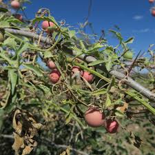 Image result for Securidaca welwitschii