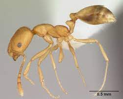 See, with cotton candy, the only thing that goes into cotton candy is sugar, whereas a candy apple is an actual apple, ut it's dipped in carmel and stuff. Pharaoh Ant Wikipedia
