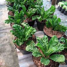 Check spelling or type a new query. Goldseeds Kadaka Lasagna Tanaman Hias Terbaru Agustus 2021 Harga Murah Kualitas Terjamin Blibli