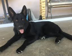 Maybe you would like to learn more about one of these? 10 Brilliant German Shepherd Colors Coats Markings