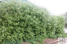 This is quite common with pittosporum. Image Result For Pittosporum Tenuifolium Hedge Drought Tolerant Landscape Shrubs Shade Plants
