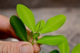 Image result for Erythroxylaceae