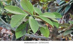 Image result for Synadenium kirkii