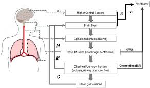 We did not find results for: Basic Schema Of Afferent And Efferent Processes In The Control Of Download Scientific Diagram