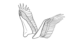Bird wings animation - YouTube