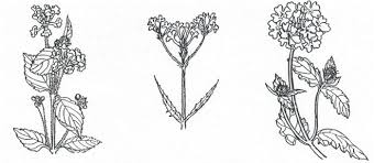 Image result for Verbenaceae