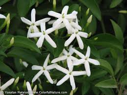 Image result for Jasminum breviflorum