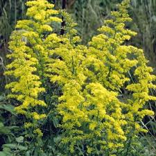 The blooms are a bract type with small yellow flower clusters in the center. Showy Goldenrod Solidago Speciosa Plants Rp Solspe