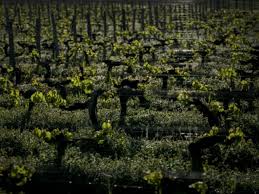 Climat: près de Bordeaux, levures et porte-greffe à la rescousse du vin