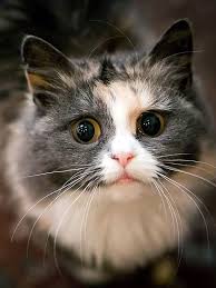 How To Deal With Cats Hissing At You Pretty Cats Cats Cute Cats