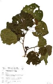 Image result for Dombeya shupangae