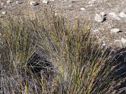 Image result for Geigeria schinzii