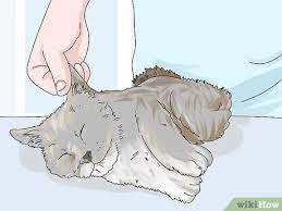Average survival times and 1 year survival rates of dogs treated with surgery alone range from. 3 Ways To Diagnose And Treat Benign Tumors In Cats Wikihow Pet