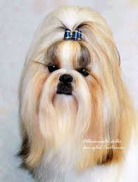 Allevamento conigli nani ariete casa fabrilibro degli ospiti dove tutti possono commentare il sito oppure l'allevamento se hanno avuto occasione di visitarlo.vendita conigli nanivendita conigli nani ariete. Allevamento Cani Shih Tzu Della Famiglia Contarini A Solarolo Ravenna Canishihtzu It