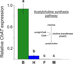 Acetylcholine (ach) is an organic chemical that functions in the brain and body of many types of animals (including humans) as a neurotransmitter—a chemical message released by nerve cells to send signals to other cells, such as neurons, muscle cells and gland cells. First Indication Of Acetylcholine Based Communication In Honeybee Haemocytes And Its Modulation By A Neonicotinoid Insecticide Biorxiv