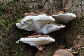 Image result for Ganoderma applanatum