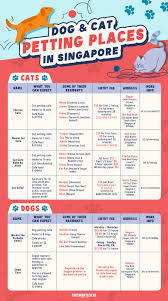 Cats Safari Singapore Home Facebook